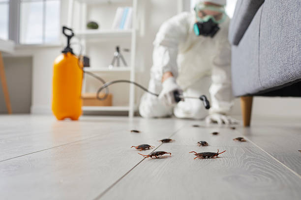 Post-Treatment Bed Bug Interceptor Monitoring in Navarre